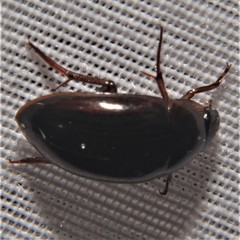 Tropisternus collaris viridis