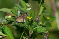 Cymaenes lepta