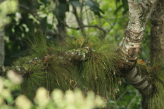 Tillandsia pseudosetacea