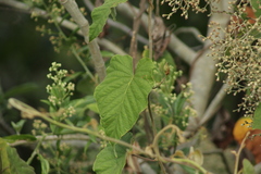 Ipomoea mairetii