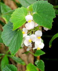 Begonia dipetala