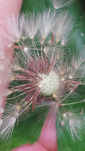 Taraxacum laevigatum iNat (1)