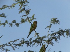 Eupsittula cactorum