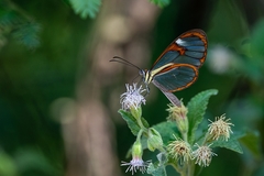 Ithomia agnosia zikani