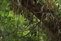 Disocactus speciosus