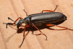 Lytta aenea