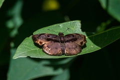 Zera tetrastigma erisichthon