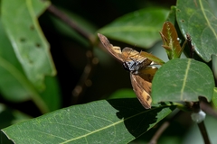 Zera tetrastigma erisichthon