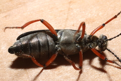 Lytta aenea