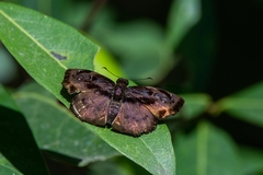 Zera tetrastigma erisichthon