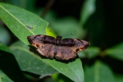 Zera tetrastigma erisichthon