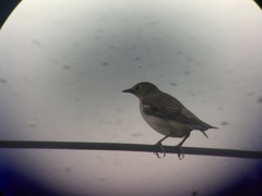 Agropsar philippensis