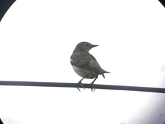 Agropsar philippensis