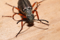 Lytta aenea