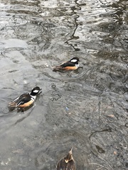 Lophodytes cucullatus