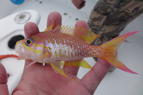 Yellowfin bass (Anthias nicholsi) — Serranidae — 2