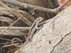 Leiocephalus psammodromus