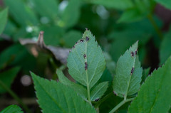 Puccinia aegopodii