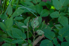 Puccinia aegopodii