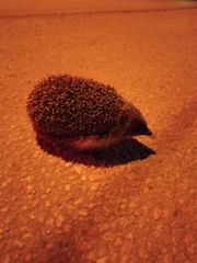Erinaceus roumanicus