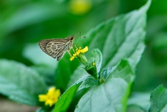 Callimormus interpunctata