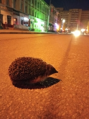 Erinaceus roumanicus
