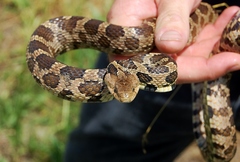Pantherophis ramspotti