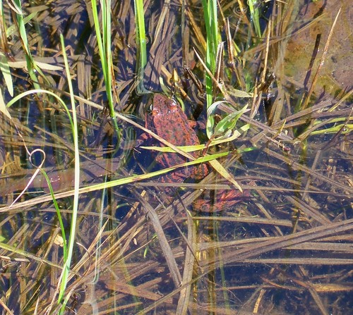 iNaturalist observation photo of California Red-legged Frog