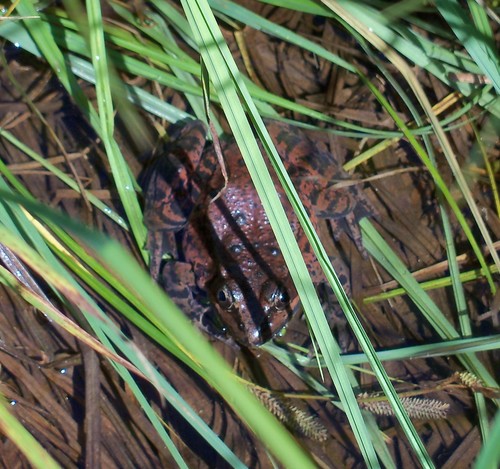 iNaturalist observation photo of California Red-legged Frog