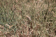 Phalaris angusta