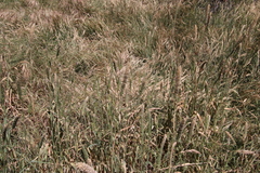 Phalaris angusta
