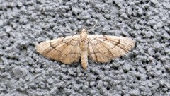 Eupithecia peckorum