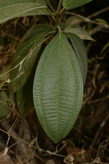 Miconia jaliscana