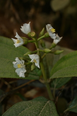 Miconia jaliscana