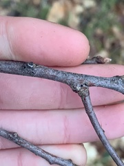 Callirhytis medularis