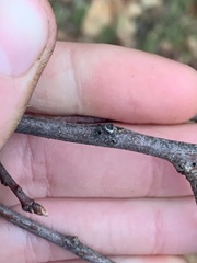 Callirhytis medularis