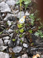 Primula mistassinica