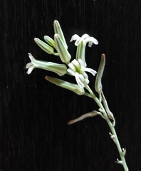 Haworthiopsis