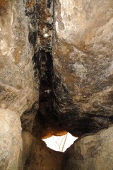 Taphozous perforatus