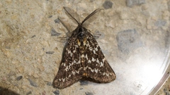 Athroolopha pennigeraria