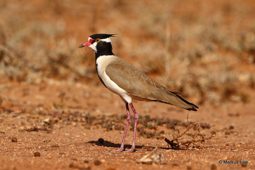 Black-headed Lapwing