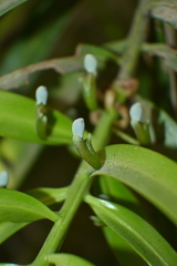 Podocarpus matudae jaliscanus