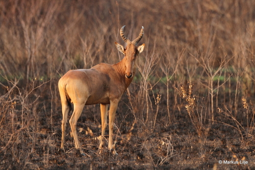 Lelwel Hartebeest