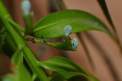 Podocarpus matudae jaliscanus