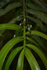 Podocarpus matudae jaliscanus