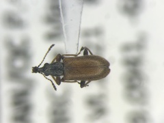Cimberis pallipennis