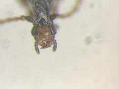 Cimberis pallipennis