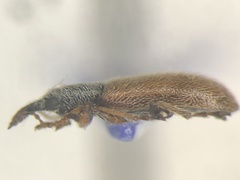 Cimberis pallipennis