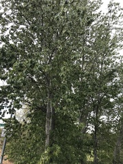 Populus