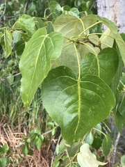 Populus